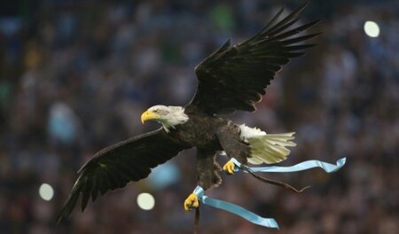 Die Anhänger von Lazio Rom sind ja keine Rassisten, aber einen w...