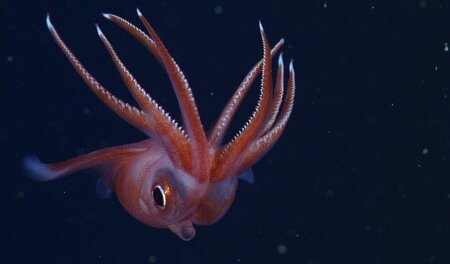 Ein roter Tintenfisch: Arte