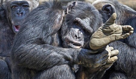 Neulich im Olmener Zoo: Ein Schimpanse erörtert die Weltlage
