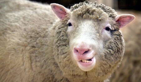 Als erstes geklontes Tier hat das Schaf »Dolly« traurige Berühmt... Als erstes geklontes Tier hat das Schaf »Dolly« traurige Berühmt...