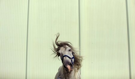 Wer Ohren hat zu lesen, auf LSD oder sonstwie im Wilden Westen: ...