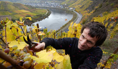 Schwieriges Terrain. Traubenlese bei Bremm an der Untermosel