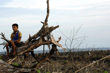 Waldbrände toben auf Borneo meist dort, wo Ölpalmenplantagen gep... Waldbrände toben auf Borneo meist dort, wo Ölpalmenplantagen gep...