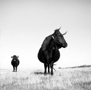 Tiere der Rasse Avileña, Spanien