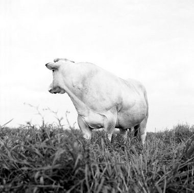 Kuh der Fleischrind­rasse Piemontese, Italien