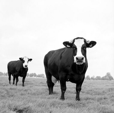 Kühe der Rasse Groninger Blaarkop, Niederlande