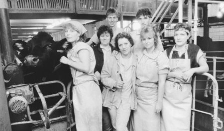 Kühe melken im Kollektiv. Jugendbrigade »Ernst Thälmann« in eine...