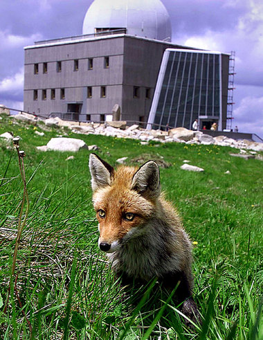 Ostdeutsche Volksweisheit: »Der Fuchs ist schlau und stellt sich... Ostdeutsche Volksweisheit: »Der Fuchs ist schlau und stellt sich...