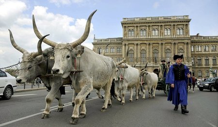 Auszug der Moderne – Rindviecher vor der Ungarischen Akademie de...