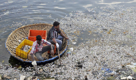 Arbeiter der Stadt Bengaluru beim Einsammeln toter Fische am 7. ...