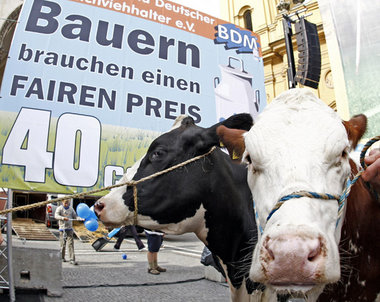Auch Milchkühe protestieren in München