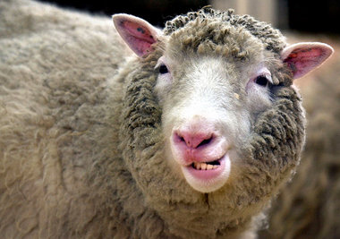 Das 2002 gezüchtete Klonschaf Dolly ist eine Art Ikone der Biote... Das 2002 gezüchtete Klonschaf Dolly ist eine Art Ikone der Biote...
