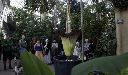 Besucher bewundern den Titanwurz im Berliner Botanischen Garten....
