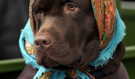 Er möchte keine Ware sein. Ein Labrador wartet auf dem Moskauer ...