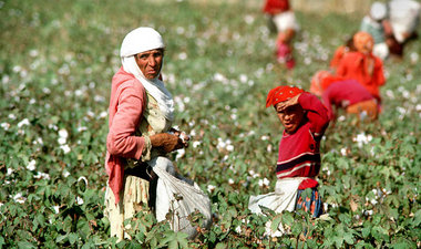 Baumwollernte auf einem Feld im Tauris-Gebirge
