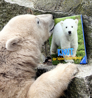 Knut stellt fest, daß Sand nicht schmeckt. Knut kämpft mit einem...