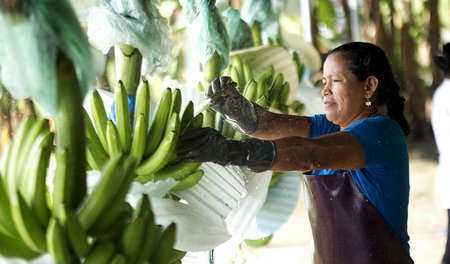 Arbeiterin auf einer Bananenplantage in Babahoyo, Ecuador