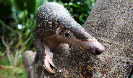 Künftig nur im Zoo (hier in Singapur) zu besichtigen? Schuppenti...