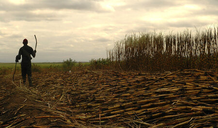 Ein Arbeiter auf einem Zuckerrohrfeld in Swasiland