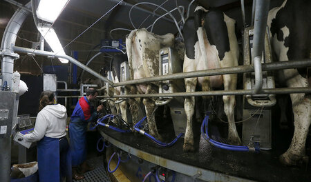 Hoher Investitionsaufwand, geringer Ertrag: Melkkarussell auf fr... Hoher Investitionsaufwand, geringer Ertrag: Melkkarussell auf fr...