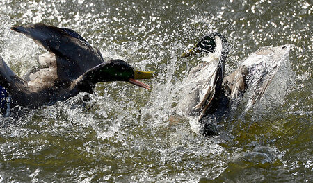 Was man niemals schreien soll: Unterbrich mich nicht, du blöde E...