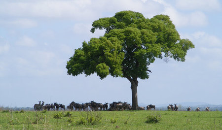 Herausragend: Gnus und Zebras suchen unter einem Baum Schatten