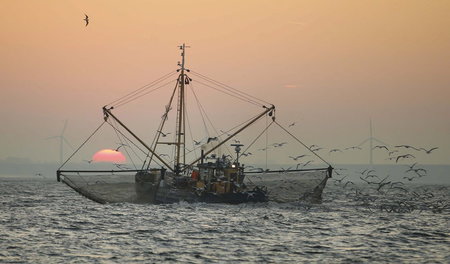 Wohin mit dem Beifang? Niederländischer Fischkutter in der Nords...