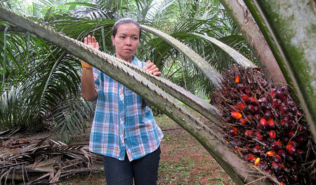 Bäuerin auf ihrer Palmölplantage in Thailand (29. Mai 2012)