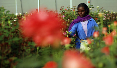 Rosenzüchterin auf einer Farm bei Addis Abeba (Februar 2008)