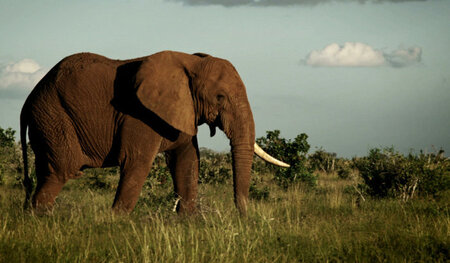 Durchschnittlich 33.000 Elefanten werden jedes Jahr wegen ihres ...