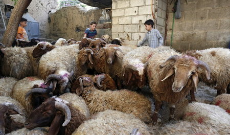 Zum ersten Mal seit Jahren können die Syrer das Opferfest Eid Al...