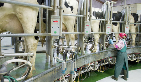 Meisterzählter Witz unter Landwirten: Was macht die Bäuerin, wen...