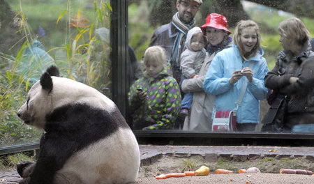 Futter aus dem Bambushain: Panda im West-Zoo