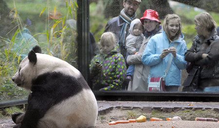 Futter aus dem Bambushain: Panda im West-Zoo