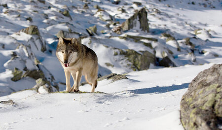 Der Wolf, ein erfolgreicher Jäger: »Die Odyssee der einsamen Wöl... Der Wolf, ein erfolgreicher Jäger: »Die Odyssee der einsamen Wöl...