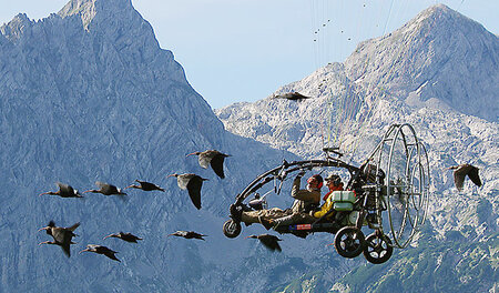 Junge Waldrappe werden mit ­Hilfe eines Ultraleichtfliegers in i...