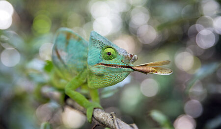 Auch das Chamäleon – hier ein ­Exemplar aus Madagaskar – ist bei...