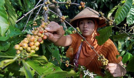 Kaffepflückerin in Bawen auf der indonesischen Hauptinsel Java
