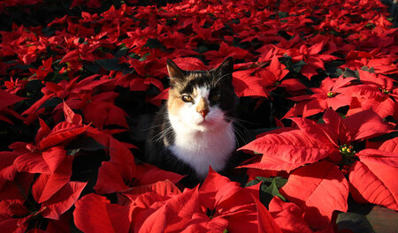 Teilen ist bei Katzen nicht eingebaut