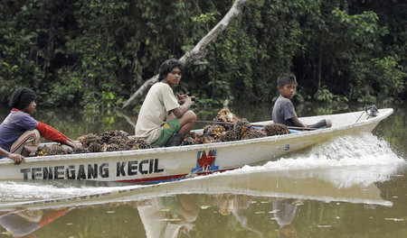 Farmer transportieren Palmölfrüchte auf dem Fluss Kinabatangan (...