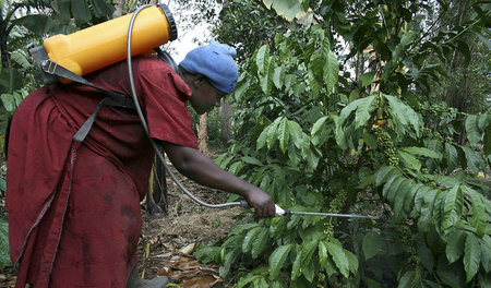 Arbeiterin auf eine Kaffeeplantage in Uganda nahe der Hauptstadt...
