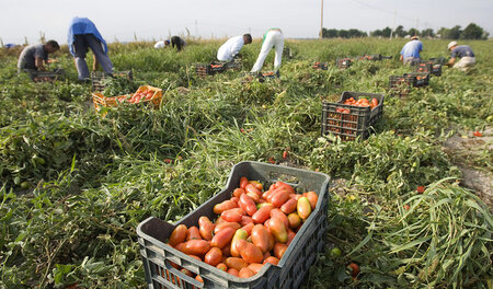 Knochenarbeit auf den Feldern: Tomatenernte im süditalienischen ...