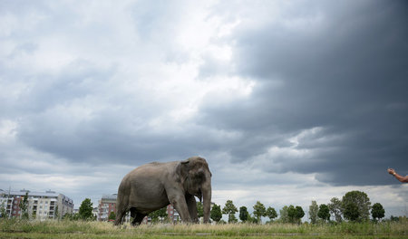 Wo kommt der denn her? Philosophischer Elefant auf dem Weg durch...