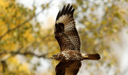 »(...) hoch über ihnen schwebte ein Bussard oder ein anderer gro...