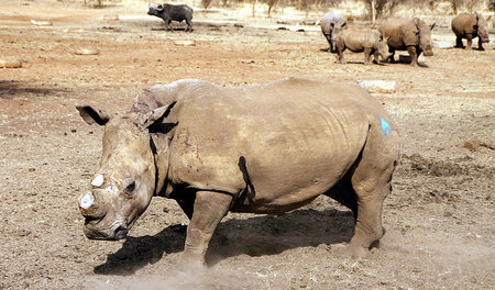 Schutz vor Wilderern: Vorsorglich von Betreuern enthorntes Rhino...