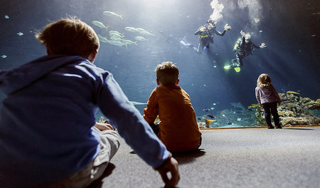 Ein Ausflug ins Aquarium erscheint für Kinder armer Eltern wie e...