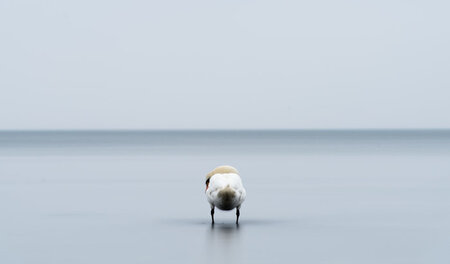 Fernab menschlicher Ödnis: Der Schwan und das Meer (Lübeck-Trave...