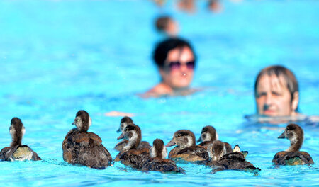 Nilgänse aus Afrika – auch im Schwimmbad beweisen sie Robustheit... Nilgänse aus Afrika – auch im Schwimmbad beweisen sie Robustheit...