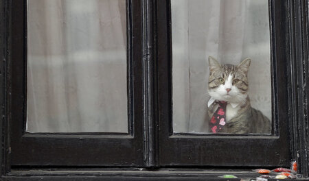 Das Fenster der ecuadorianischen Botschaft in London: In diesem ...