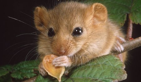 Die Knopfaugen der Haselmaus konnten RWE bisher nicht umstimmen....